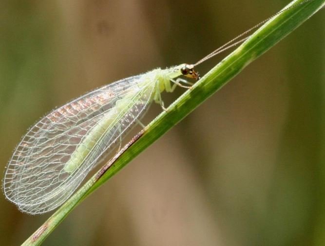 Night Insects - ਜਦੋਂ ਤੁਸੀਂ ਸੌਂਦੇ ਹੋ, ਤਾਂ ਇਹ ਕੀੜੇ ਸਖ਼ਤ ਮਿਹਨਤ 