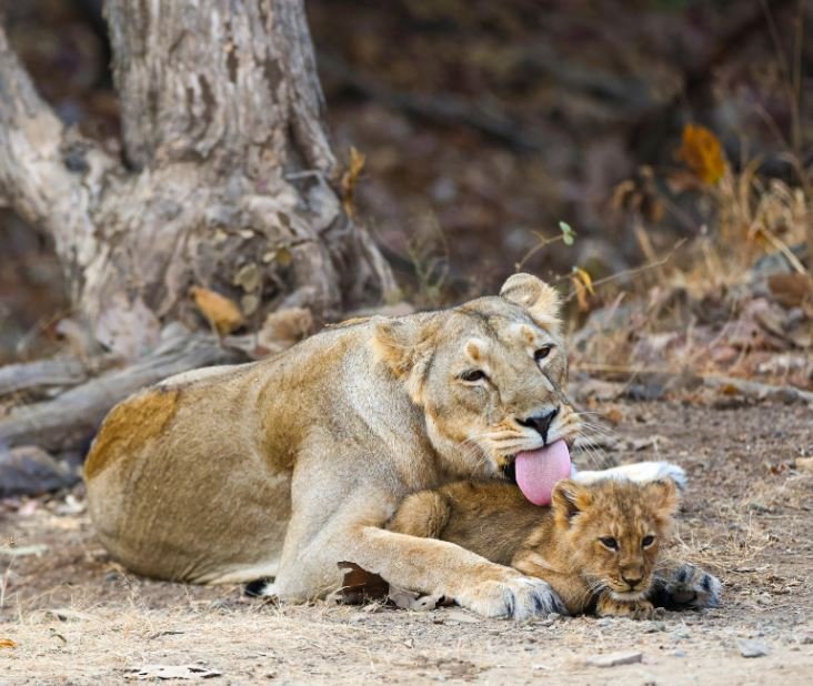 Gir National Park- ਪੀਐਮ ਮੋਦੀ ਨੇ ਗੁਜਰਾਤ 'ਚ ਜੰਗਲ ਸਫਾਰੀ ਦਾ ਮਾਣਿ