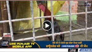 PUNJAB NEWS - ਕੁੱਕੜ ਨੂੰ ਮਿਲੇ ਬ
