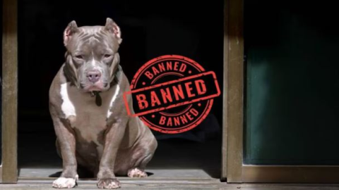 Pitbull Bulldog Banned- Dog Lovers ਲਈ ਵੱਡੀ ਖ਼ਬਰ, ਭਾਰਤ 'ਚ ਨਹੀ