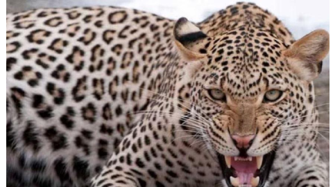 Leopard attack - ਤੇਂਦੁਏ ਦੇ ਹਮਲੇ 'ਚ 14 ਸਾਲਾ ਲੜਕੇ ਦੀ ਮੌਤ, ਜੰਗਲ