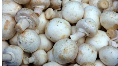 Mushrooms - ਜੰਗਲੀ ਖੁੰਬਾਂ ਤੋਂ ਬ