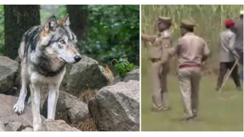Wolf Attacks in Bahraich- ਬਹਿਰ