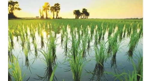 Ban on Paddy Farming - ਪੰਜਾਬ 'ਚ ਬੰਦ ਹੋਵੇਗੀ ਝੋਨੇ ਦੀ ਖੇਤੀ! ਸੂਬ