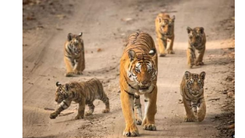 Ranthambore Sanctuary Tigers M