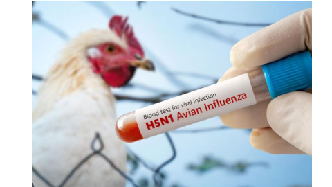 Bird Flu - ਅਮਰੀਕਾ 'ਚ ਬਰਡ ਫਲੂ ਨ