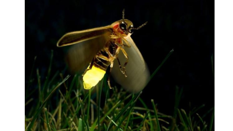 Night Insects - ਜਦੋਂ ਤੁਸੀਂ ਸੌਂ
