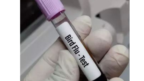 Bird Flu- ਸਾਵਧਾਨ! ਵਿਦਰਭ 'ਚ ਵਧਣ