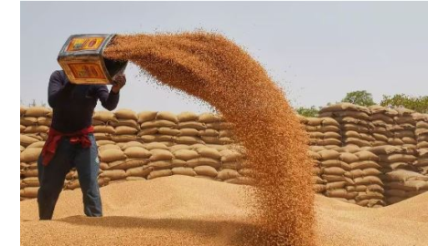 Punjab 'ਚ ਕੱਲ੍ਹ ਤੋਂ ਸ਼ੁਰੂ ਹੋਵੇਗੀ ਕਣਕ ਦੀ ਖਰੀਦ, 24 ਘੰਟਿਆਂ 'ਚ ਹ