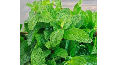 Mint Benefits; ਸੁਆਦ ਤੇ ਸਿਹਤ ਦਾ