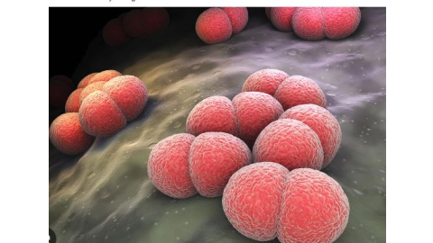 Meningitis - ਸਾਵਧਾਨ ! ਪੈਰ ਪਸਾਰ ਰਹੀ ਹੈ ਇਹ ਖਤਰਨਾਕ ਬਿਮਾਰੀ, 151
