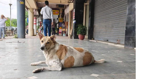 ਆਵਾਰਾ ਕੁੱਤਿਆਂ ਨੂੰ ਲੈ ਕੇ Dog Lover ਦੀ ਸੁਪਰੀਮ ਕੋਰਟ 'ਚ ਵੱਡੀ ਜਿੱ