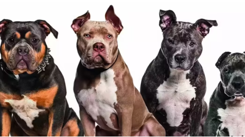 Chandigarh ‘ਚ Dog Owners ਨੂੰ ਵੱਡਾ ਝਟਕਾ! 7 ਨਸਲਾਂ ਤੇ ਲੱਗਿਆ Ban