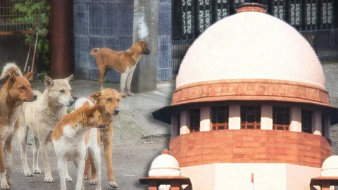 ਅਵਾਰਾ ਕੁੱਤਿਆਂ ’ਤੇ ਸਪਰੀਮ ਕੋਰਟ ਦ