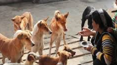 Chandigarh ਦੇ Dog Lovers ਹੋ ਜਾ